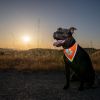 Hi Visibility Reflective Blaze Orange Bandana for Medium Small Pets Safety Accessories for Walking Camping and Off Leash Exp